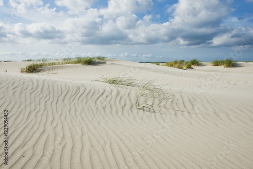 Dune landscape, Terschelling Island, Frisia, Netherlands photo