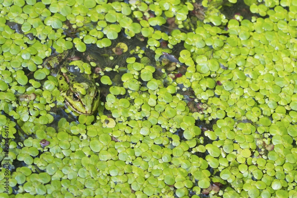 Water frog, Green frog (Rana esculenta) hiding in the water between small duckweed (Lemna minor), camouflage, Hesse, Germany, Europe Water frog, Green frog (Rana esculenta) hiding in the water between small duckweed (Lemna minor), camouflage, Hesse, Germany, Europe