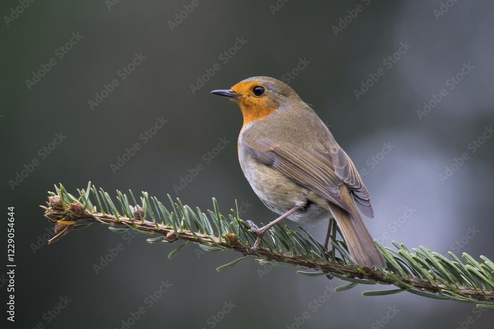 European robin (Erithacus rubecula), sits on fir branch, Emsland, Lower Saxony, Germany, Europe European robin (Erithacus rubecula), sits on fir branch, Emsland, Lower Saxony, Germany, Europe