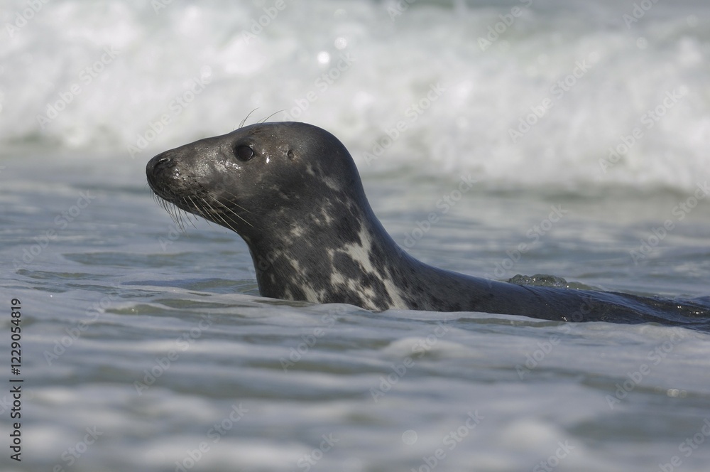 Obraz premium Grey seal (Halichoerus grypus), Heligoland, Schleswig-Holstein, Germany, Europe