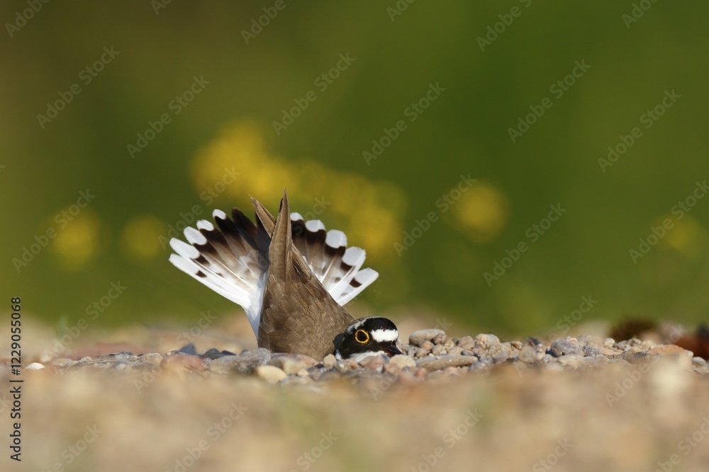 Little ringed plover (Charadrius dubius), animal scraping a nesting hole in the gravel, Biosphere Reserve Middle Elbe, Dessau-Roßlau, Saxony-Anhalt, Germany, Europe