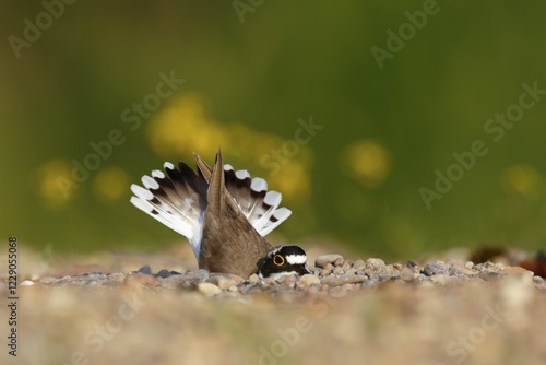 Little ringed plover (Charadrius dubius), animal scraping a nesting hole in the gravel, Biosphere Reserve Middle Elbe, Dessau-Roßlau, Saxony-Anhalt, Germany, Europe photo