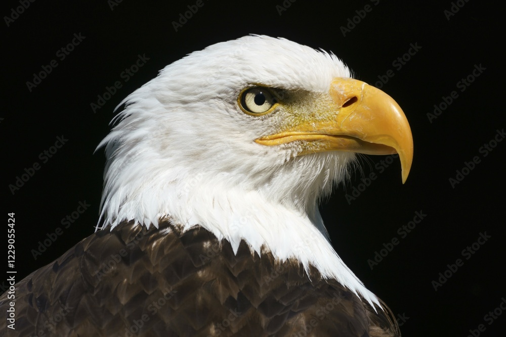 Obraz premium Bald eagle (Haliaeetus leucocephalus) animal portrait, Germany, Europe