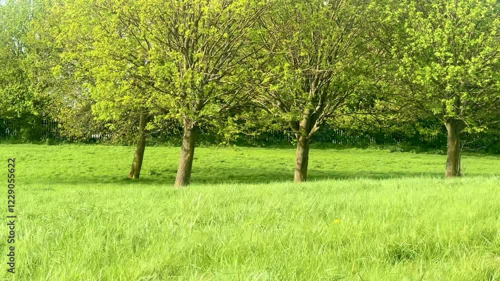 Green meadow with vibrant trees in full bloom, bathed in soft sunlight, showcasing the natural beauty of the English countryside and its serene landscapes Green meadow with vibrant trees in full bloom, bathed in soft sunlight, showcasing the natural beauty of the English countryside and its serene landscapes