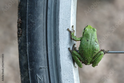 European Tree Frog (Hyla arborea) sitting on the spoke of a bicycle, Saxony-Anhalt, Germany, Europe photo