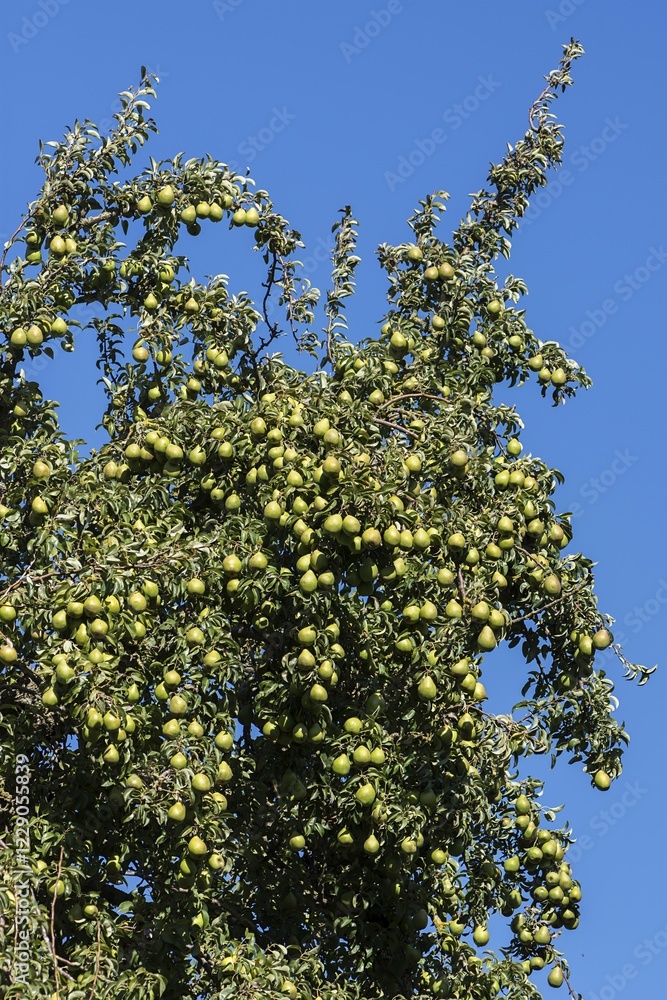 Fototapeta premium Pear tree (Pyrus) with mature Pears, blue sky, Germany, Europe