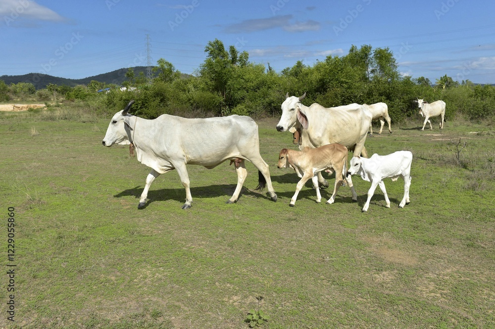 Domestic cattle, cows with calves on a meadow, Hua Hin, Thailand, Asia Domestic cattle, cows with calves on a meadow, Hua Hin, Thailand, Asia