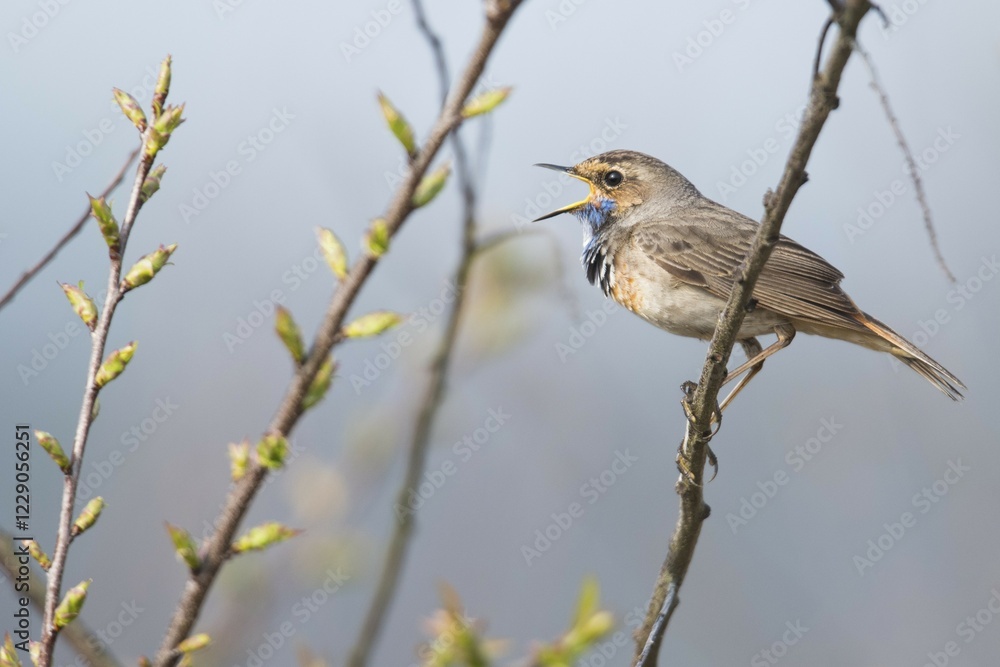 Obraz premium Bluethroat (Luscinia svecica) sitting on a branch, singing, Emsland, Lower Saxony, Germany, Europe