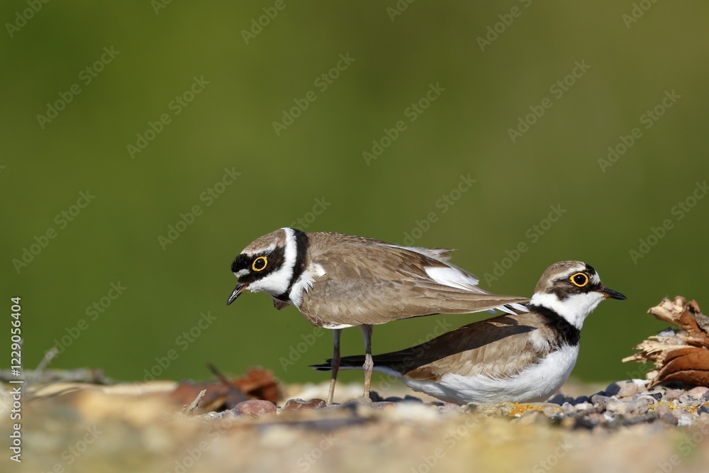 Naklejka premium Little ringed plover (Charadrius dubius), courtship couple at the nesting hole, courtship ritual at the nest, Biosphere Reserve Middle Elbe, Dessau-Roßlau, Saxony-Anhalt, Germany, Europe