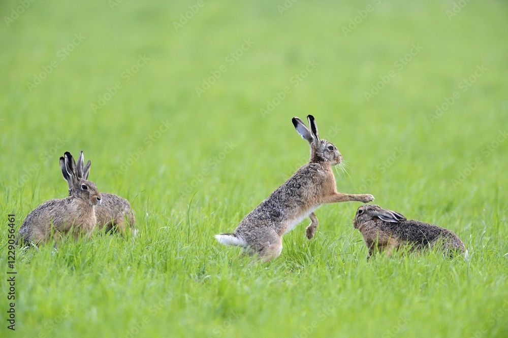 European hares (Lepus europaeus) in a meadow, one beats another hare with his front paws, iederrhein, North Rhine-Westphalia, Germany, Europe European hares (Lepus europaeus) in a meadow, one beats another hare with his front paws, iederrhein, North Rhine-Westphalia, Germany, Europe