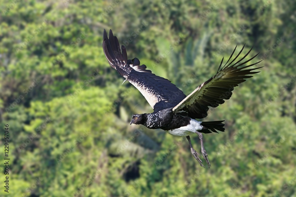 Flying Horned Screamer (Anhima cornuta), Manu National Park cloud forest, Peru, South America Flying Horned Screamer (Anhima cornuta), Manu National Park cloud forest, Peru, South America