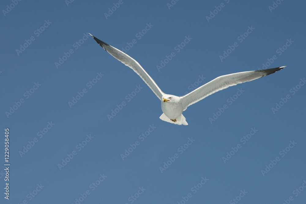 European herring gull (Larus argentatus) in flight in front of blue sky, Bonifacio, Corsica, France, Europe European herring gull (Larus argentatus) in flight in front of blue sky, Bonifacio, Corsica, France, Europe