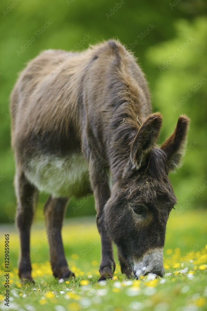 Donkey (Equus asinus asinus) on a flower meadow, farm, Eifel, Germany, Europe Donkey (Equus asinus asinus) on a flower meadow, farm, Eifel, Germany, Europe