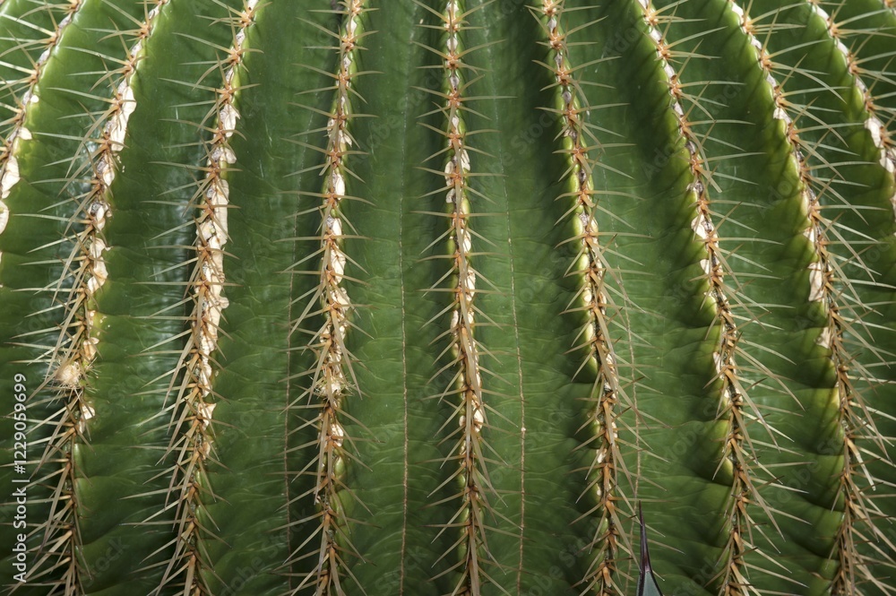Detailed view of golden barrel cactus (Echinocactus grusonii) Detailed view of golden barrel cactus (Echinocactus grusonii)