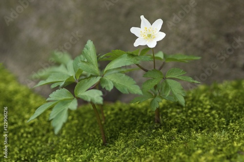 Wood anemone (Anemone nemorosa) photo