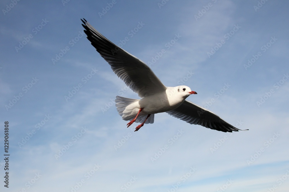 Black-headed gull (Larus ridibundus), in non-breeding plumage, in flight, Bavaria, Germany, Europe Black-headed gull (Larus ridibundus), in non-breeding plumage, in flight, Bavaria, Germany, Europe