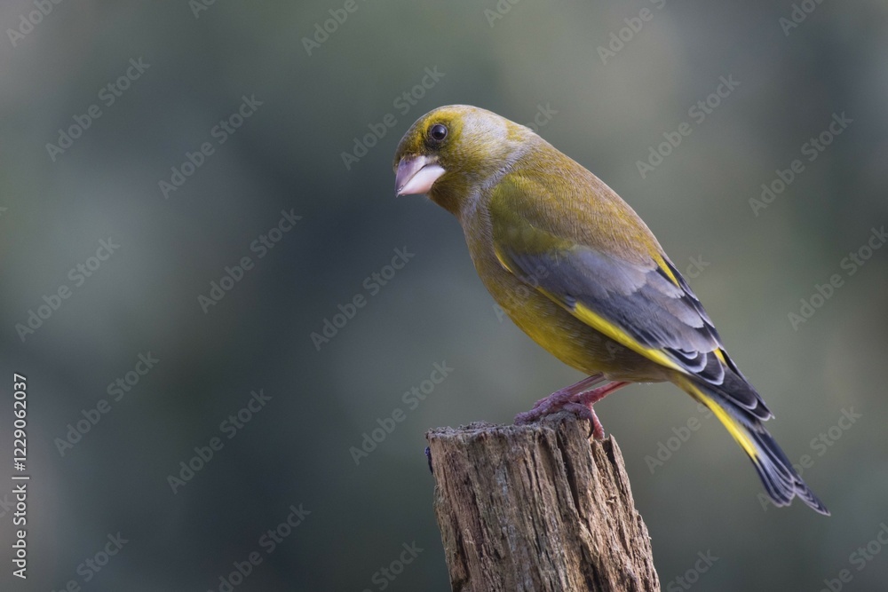 Obraz premium European greenfinch (Carduelis chloris), sits on a branch, Emsland, Lower Saxony, Germany, Europe