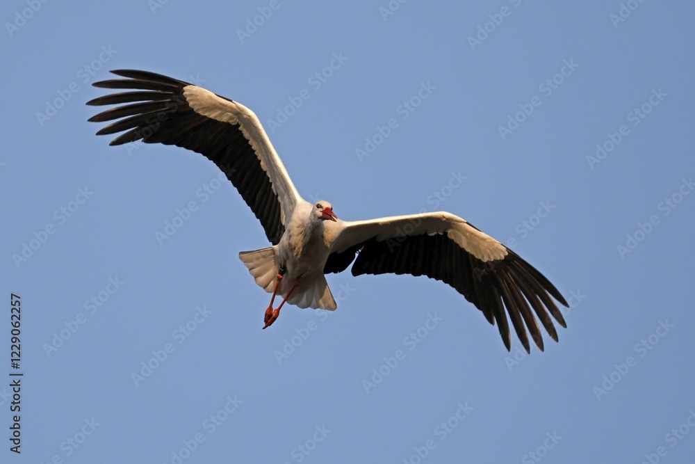 White stork (Ciconia ciconia) flies, Germany, Europe White stork (Ciconia ciconia) flies, Germany, Europe