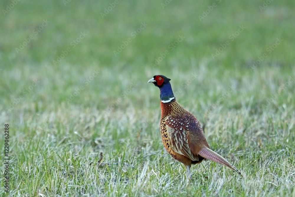 Pheasant (Phasianus colchicus), standing on a field, Burgenland, Austria, Europe Pheasant (Phasianus colchicus), standing on a field, Burgenland, Austria, Europe