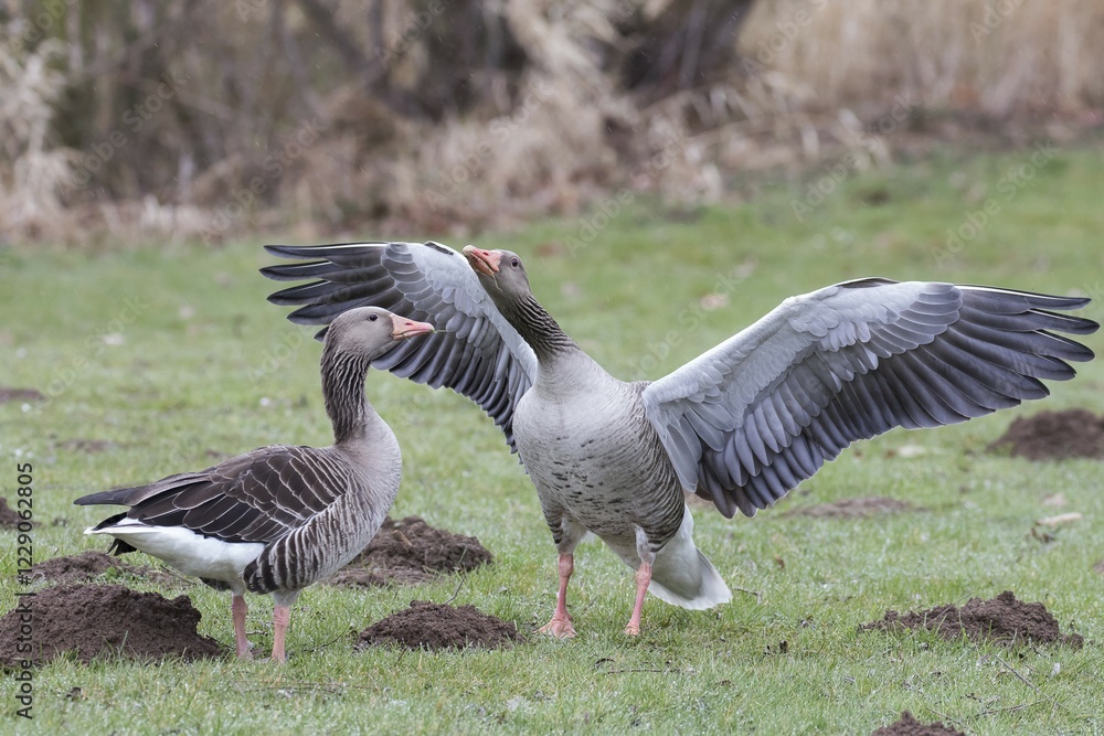 Greylag goose (Anser anser) pair in courtship display, Hesse, Germany, Europe Greylag goose (Anser anser) pair in courtship display, Hesse, Germany, Europe