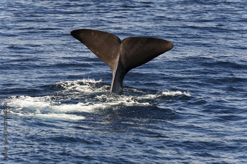 Naklejka premium tail fin of a sperm whale (Physeter catodon or Physeter macrocephalus), Andenes, Andøya, Vesteralen, Norway, Europe