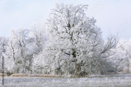 Winter in the Elbaue, Solitäreiche covered with hoar frost, Middle Elbe Biosphere Reserve, Saxony-Anhalt, Germany, Europe photo