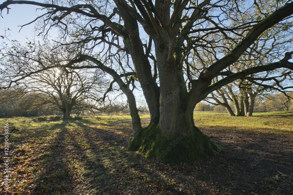 English oak, also French oak or pedunculate oak (Quercus robur), Borkener Paradies Nature Preserve, Emsland, Lower Saxony, Germany, Europe English oak, also French oak or pedunculate oak (Quercus robur), Borkener Paradies Nature Preserve, Emsland, Lower Saxony, Germany, Europe
