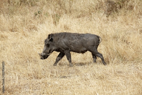 Mud covered warthog (Phacochoerus aethiopicus), Tarangire National Park, Tanzania, Africa photo