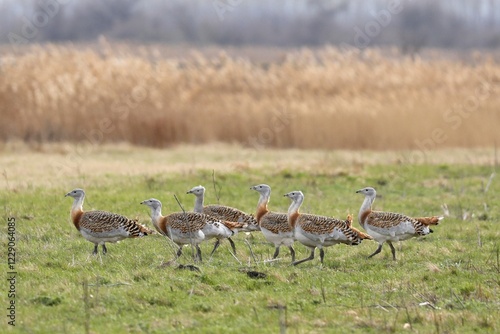 Great bustards (Otis tarda) in a meadow, Andau, Burgenland, Austria, Europe photo