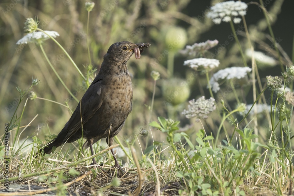 Fototapeta premium Blackbird (Turdus merula), female, with worm and insects in beak, Hesse, Germany, Europe