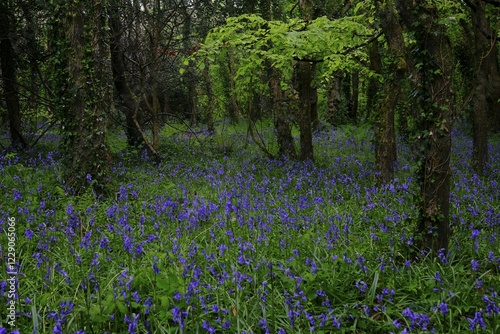 Forest with flowering Common bluebells (Hyacinthoides non-scripta), Cornwall, England, Great Britain photo