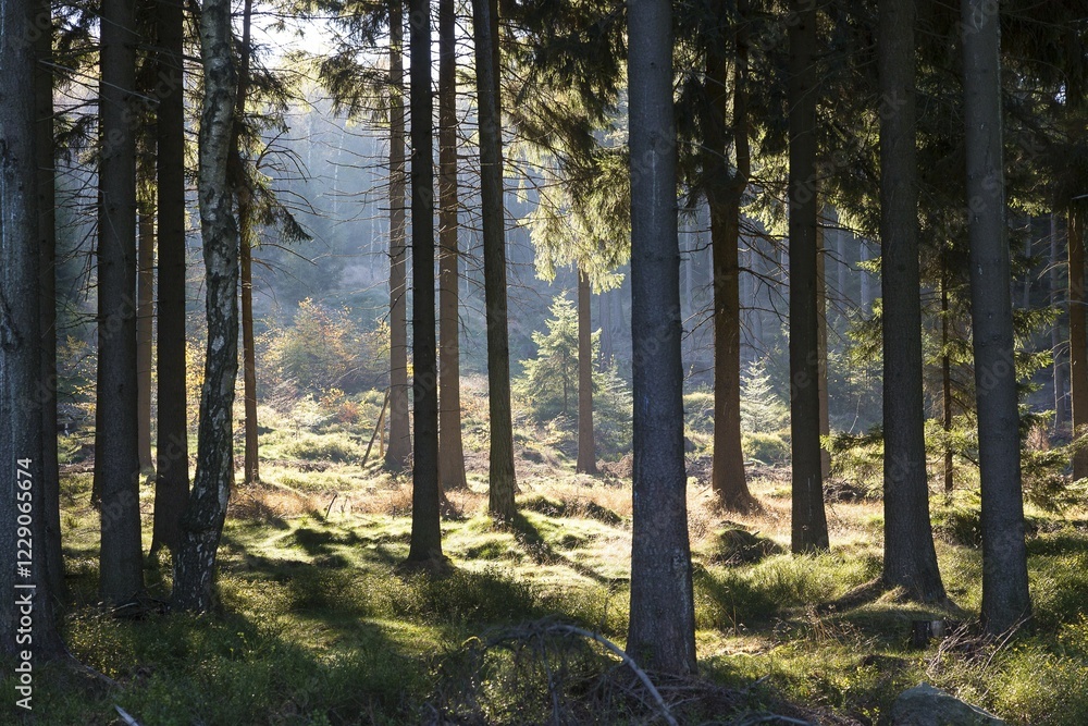 Sunlight in a pine forest, Zittau Mountains, near Lückendorf, Saxony, Germany, Europe Sunlight in a pine forest, Zittau Mountains, near Lückendorf, Saxony, Germany, Europe
