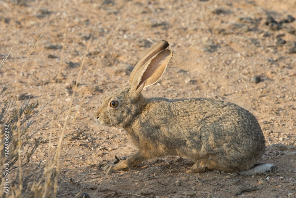 Fototapeta premium Cape hare (Lepus capensis), Kalahari Desert, Namibia, Africa