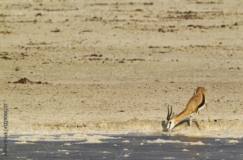 Springbok (Antidorcas marsupialis), male, drinking at a waterhole, whitish surroundings due to the bleached calcite soils of Etosha, Etosha National Park, Namibia, Africa photo