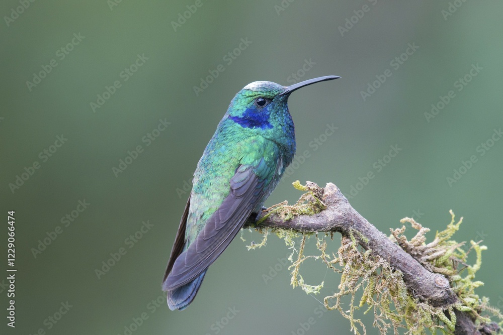 Fototapeta premium Green violetear (Colibri coruscans) sitting on branch, Los Quetzales National Park, Costa Rica, Central America