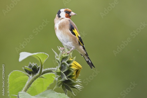 Goldfinch (Carduelis carduelis) sitting on sunflower (Helianthus annuus), Hesse, Germany, Europe