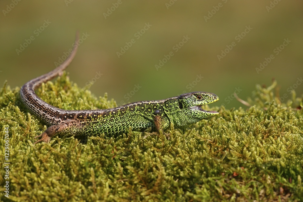 Naklejka premium Sand Lizard (Lacerta agilis), male, Mecklenburg-Western Pomerania, Germany, Europe