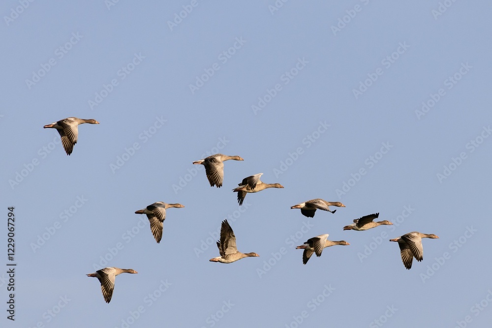 Greylag geese (Anser anser), birds in flight, Texel, West Frisian Islands, province of North Holland, Holland, Netherlands Greylag geese (Anser anser), birds in flight, Texel, West Frisian Islands, province of North Holland, Holland, Netherlands