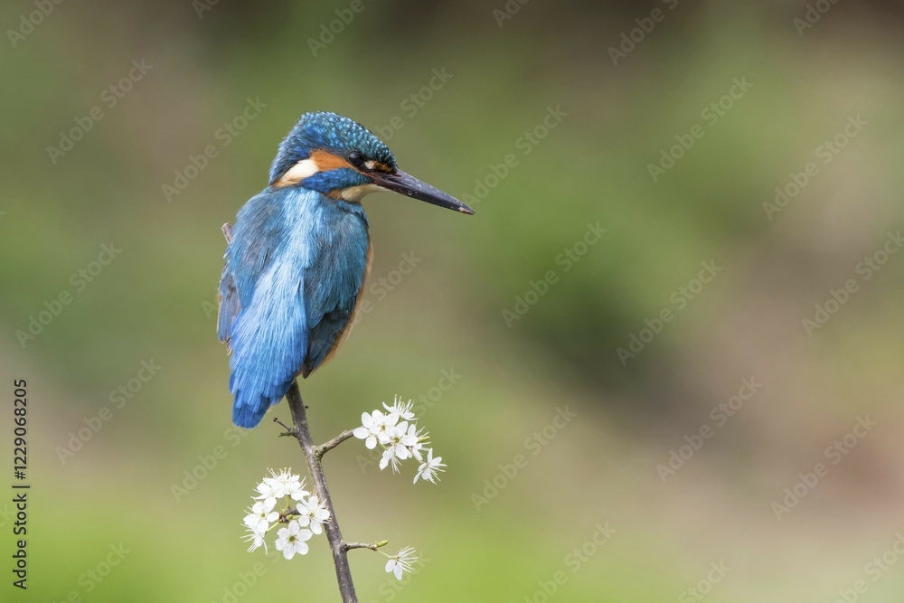 Obraz premium Kingfisher (Alcedo atthis), male sitting on blackthorn branch, Hesse, Germany, Europe