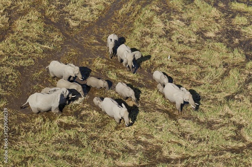 African Elephants (Loxodonta africana), breeding herd, roaming in a freshwater marsh, aerial view, Okavango Delta, Botswana, Africa photo