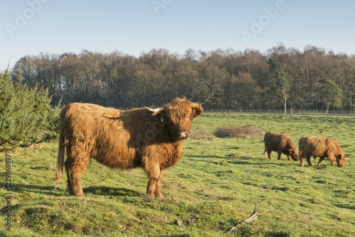 Highland cattle (Bos primigenius taurus), Wacholderhain Haselünne, Emsland, Lower Saxony, Germany, Europe photo