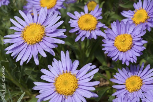 Принти на полотні Alpine Aster (Aster alpinus), prevalent in the Alps, Pyrenees and Tatra