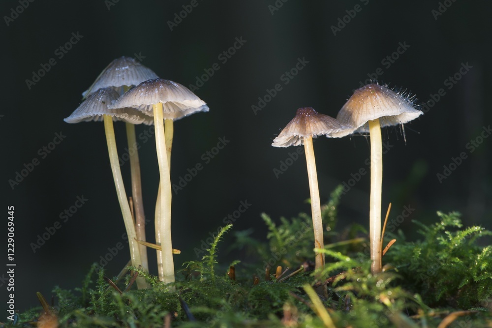 Fototapeta premium Mycena (Mycena sp.), Emsland, Lower Saxony, Germany, Europe