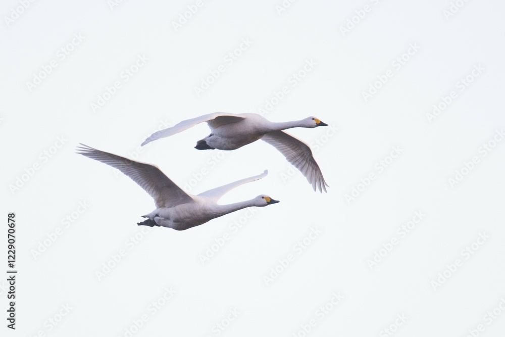 Fototapeta premium Bewick's swans (Cygnus bewickii), in flight, Emsland, Lower Saxony, Germany, Europe