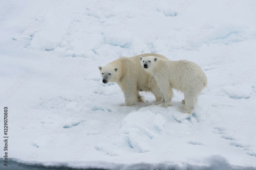 Polar bears (Ursus maritimus), mother with cub on edge of melting ice floe, Spitsbergen Island, Svalbard archipelago, Norway, Europe Polar bears (Ursus maritimus), mother with cub on edge of melting ice floe, Spitsbergen Island, Svalbard archipelago, Norway, Europe