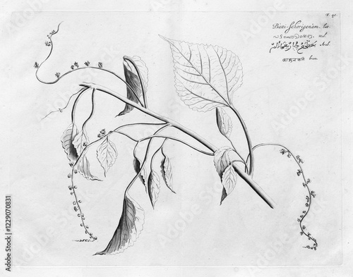 Batti Schorigenam, copperplate engraving by Hendrik Adriaan van Rheede tot Draakenstein, from the botanical work Hortus Malabaricus, 1678
