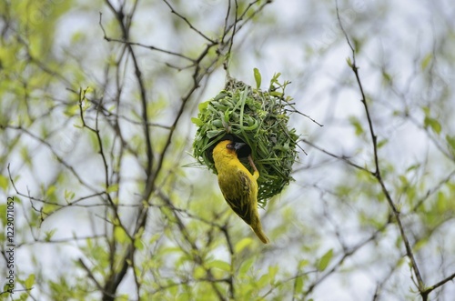 Eastern Golden Weaver (Ploceus subaureus) building a nest, Dhofar Region, Oman, Asia photo