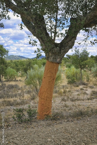 Peeled corck oak tree (Quercus suber) trunk, Arronches village, Alentejo, Portugal, Europe photo