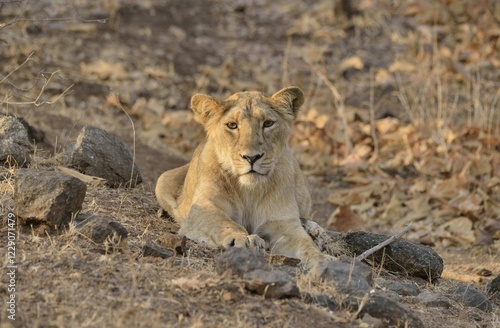 Asiatic Lion (Panthera leo persica), young male, Gir Forest National Park, Gir Sanctuary, Gujarat, India, Asia photo