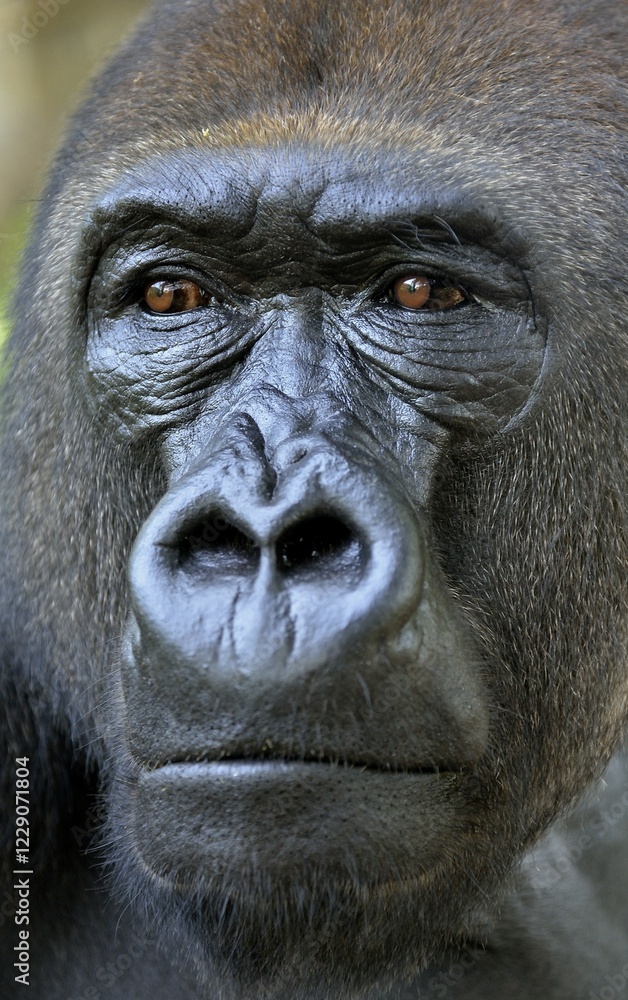Obraz premium Western Lowland Gorilla (Gorilla gorilla gorilla), animal portrait, male, Silverback, captive, South-West Region, Cameroon, Africa
